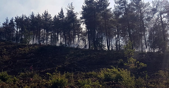 Sakarya’da ormanlık alanda yangın