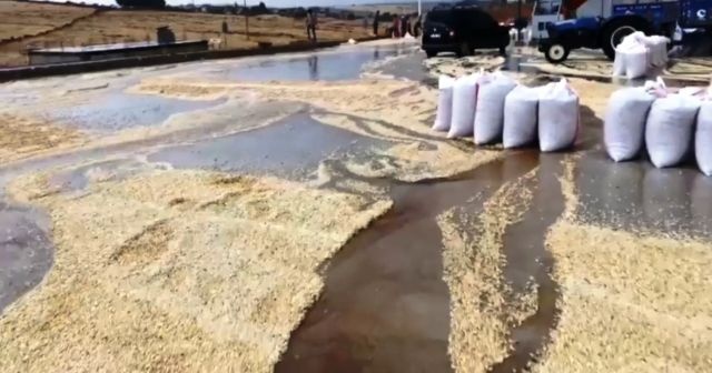 Şanlıurfa’da yağmur yağışı fıstığa zarar verdi