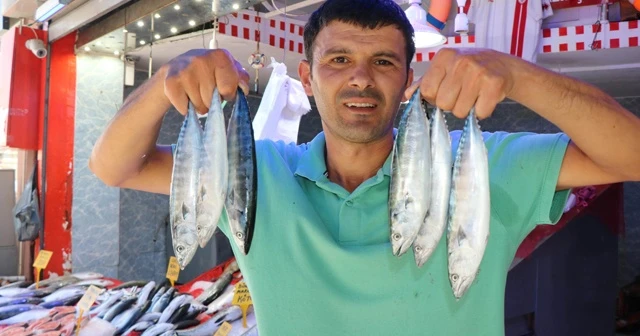 Sezonun ilk palamutları görücüye çıktı
