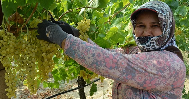 Sultani üzümde ilk ihracat tırları törenle uğurlandı