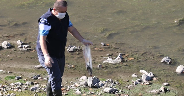 Üzülmez Deresi’nde yüzlerce ölü balık bulundu
