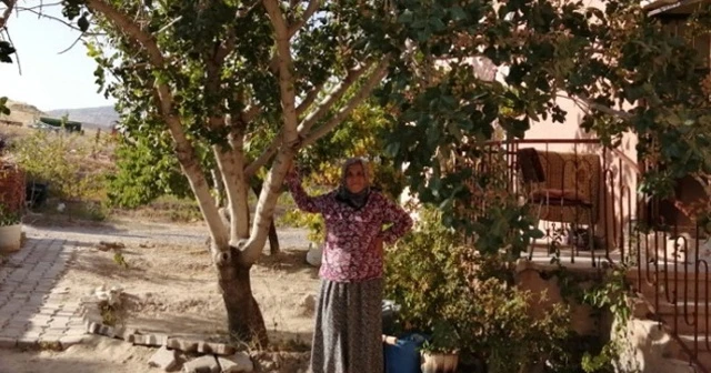 'Antep Fıstığı' ağacını görenler şaşkınlığını gizleyemiyor