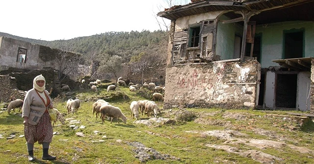 2 asırlık köy, koyunlara kaldı