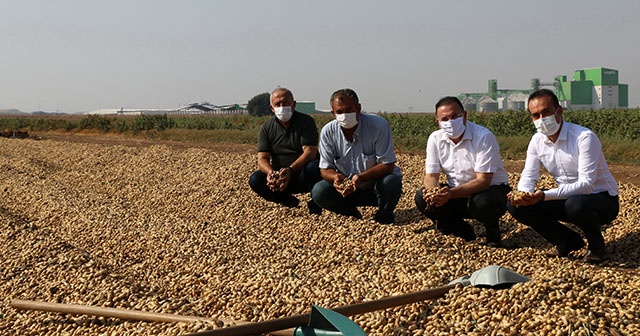 Adana’da 106 bin ton yer fıstığı rekoltesi bekleniyor