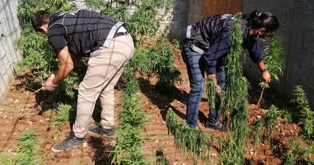 Askıda kenevir kurutan zanlının ifadesi şaşkına çevirdi