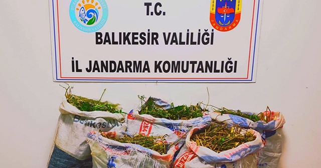 Ayvalık’ta jandarmadan uyuşturucu operasyonu