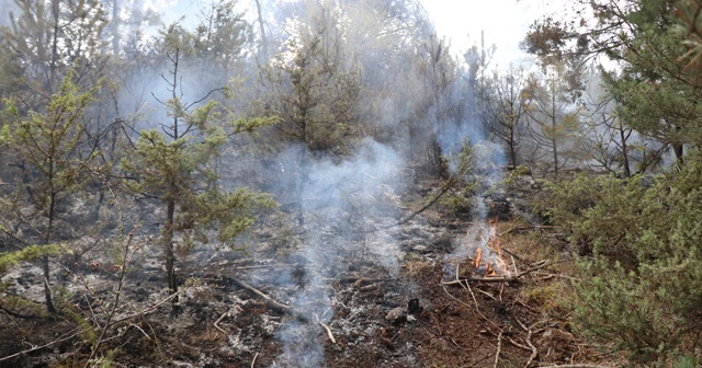 Bolu’da devrilen ağacın kopardığı elektrik teli ormanı yaktı