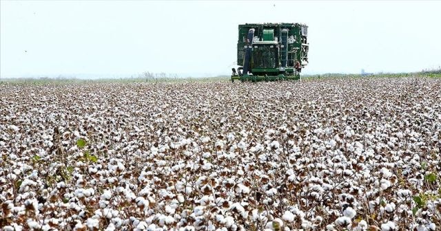 Çukurova çiftçisi alternatif ürünlere yöneldi pamukta ekim alanı daraldı