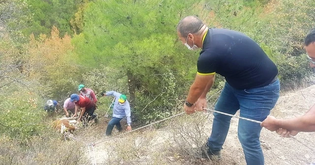 Dereye düşen tosun 3 saatlik çalışma ile kurtarıldı