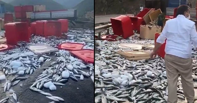 Dorse kapağı açıldı, tonlarca balık yola savruldu