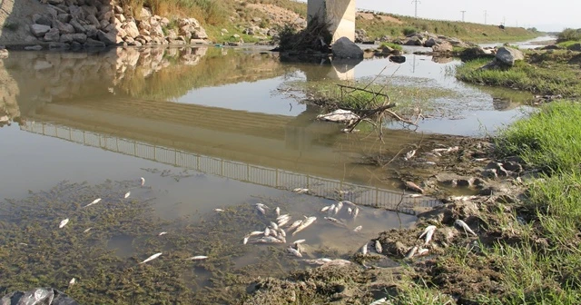 Hatay’da balık ölümleri yaşanan derede inceleme başlatıldı