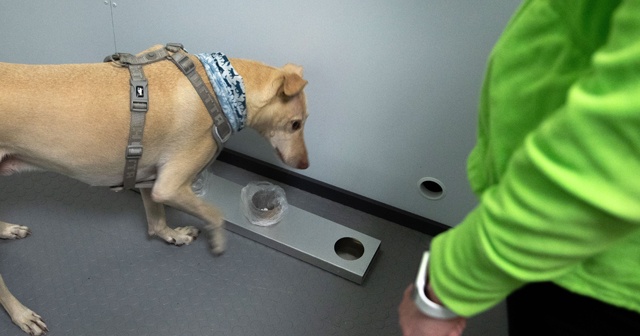 Helsinki Havalimanı’nda Kovid-19’u tespit etmek için eğitimli köpekler kullanılacak