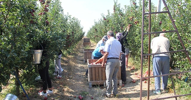 Isparta’da elma hasadı başladı