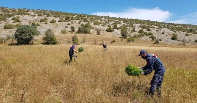 Kastamonu’da 2 bin 200 kök kenevir ele geçirildi