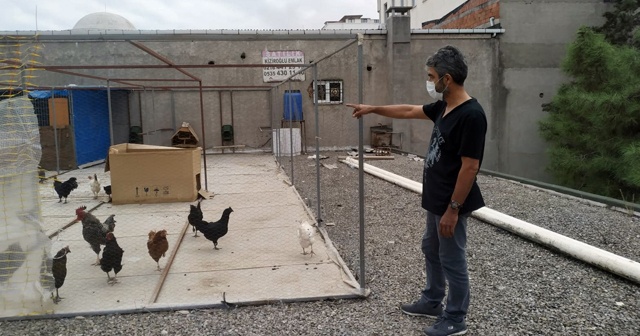 Kaybolan tavus kuşları için seferber oldular