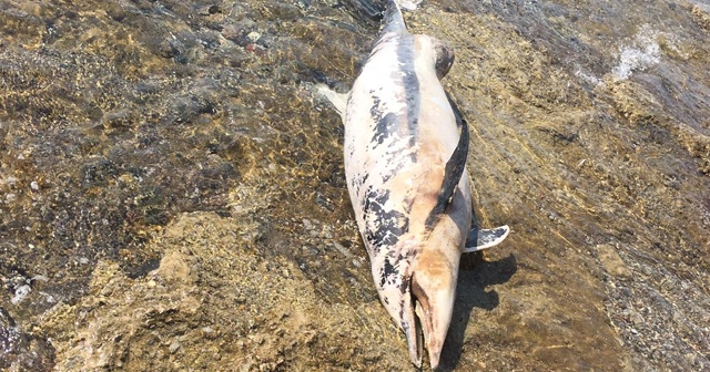 Kıyıya vuran ölü yunus turistleri şoke etti