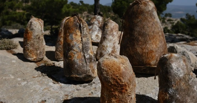 Mersin'de olgunlaşan obruk peynirleri mağaralardan çıkarılmaya başlandı