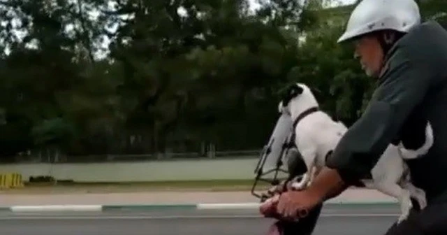 Motosikletli köpek kamerada