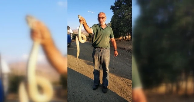 Ölümcül zehirli yılanı boğazından yakaladı