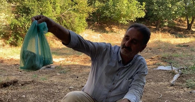 Ölümcül zehirli yılanı eliyle yakaladı