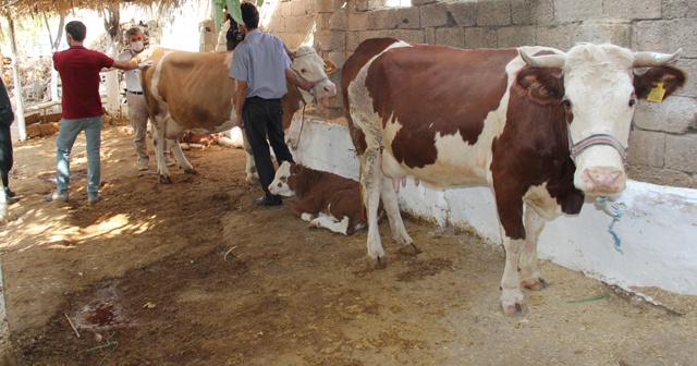 Sineklerin ısırdığı 16 büyükbaş hayvan telef oldu