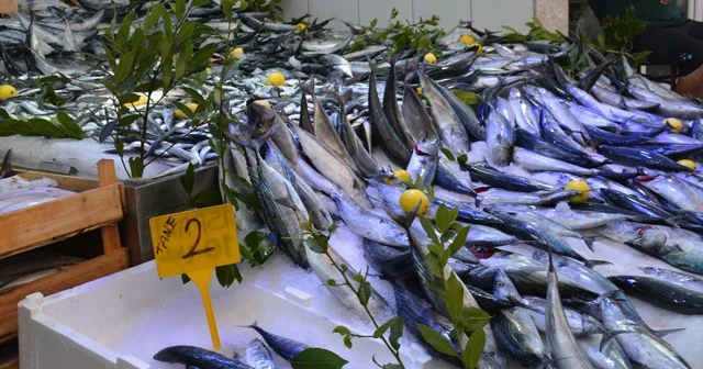 Sinop’ta palamut 2 lira
