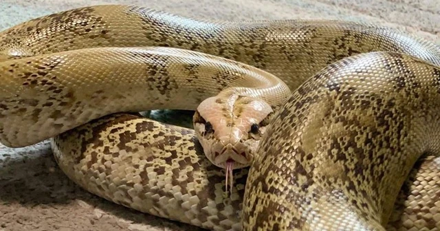 Suç örgütünün 'pitonlu tehdidi' ifadelerde
