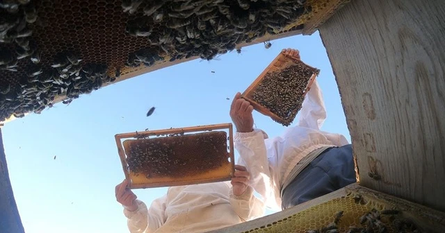 Türkiye'de bal üretimi geçen yıla göre yüzde 25 azaldı