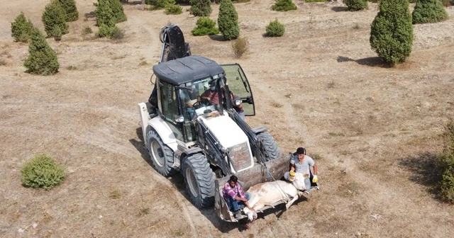 Uçurumdan düşerek yaralanan ineğinin başında üç gün bekledi