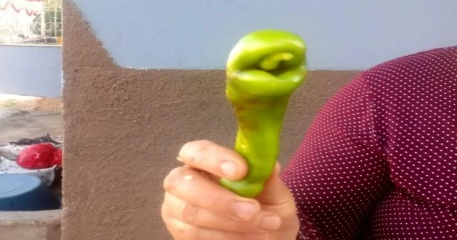 Yılan başına benzeyen biber