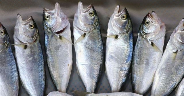 &#039;Çinekop&#039; tezgahlarda yerini almaya başladı