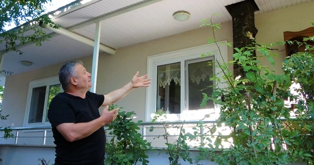 Baba mirası ağacı kesmeye kıyamadı, 8 yıldır evinin içerisinde ağaçla yaşıyor