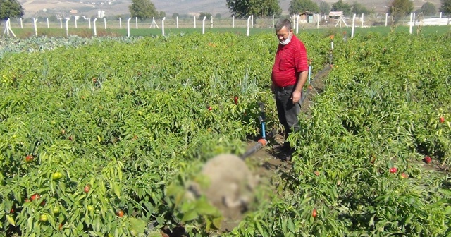 Başı boş köpekler dehşet saçtı