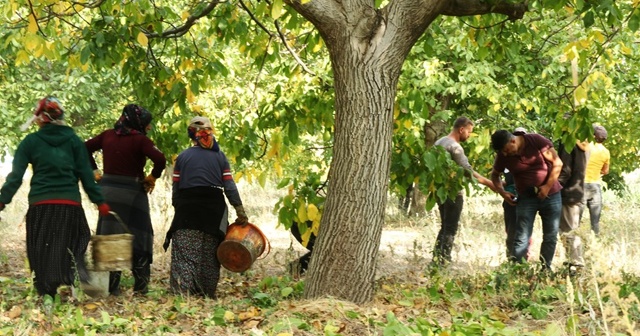 Bitlis çiftçisi bu yıl cevizden 150 milyon TL kazanacak