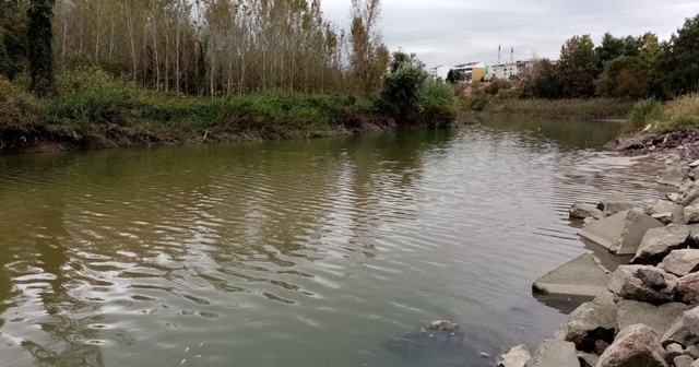 Bursa’da toplu balık ölümleri