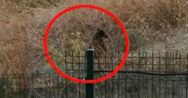 Büyükçekmece'de boz ayı paniği