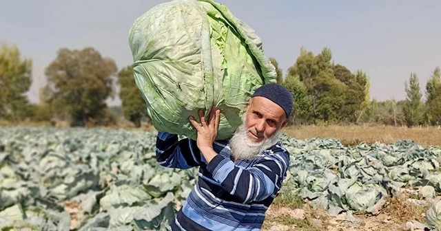 Dev lahanaların hasadı başladı