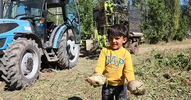 Erzincan’da şeker pancarı hasadı başladı