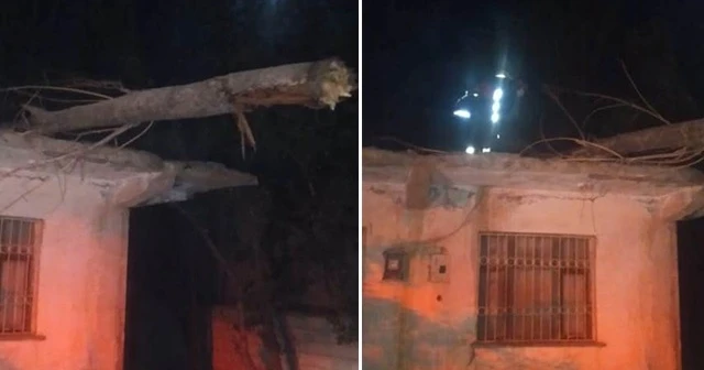 Evin üzerine düşen kavak ağacı korkuttu