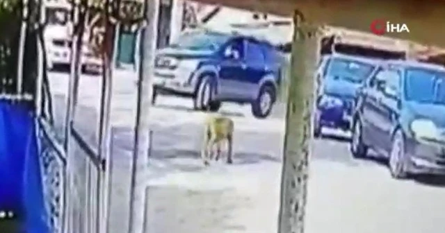 Göz göre göre aracı ile köpeği ezdi