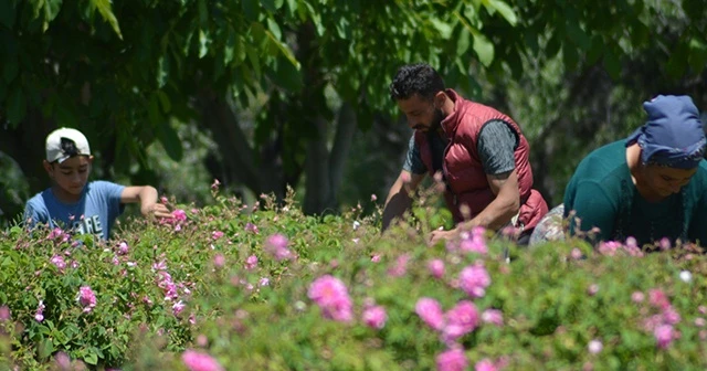 Isparta’da gül çiçeği taban fiyatı açıklandı