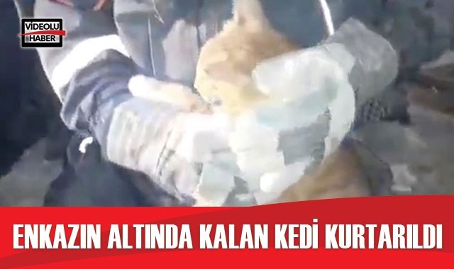 İzmir'de enkazın altında kalan kedi kurtarıldı