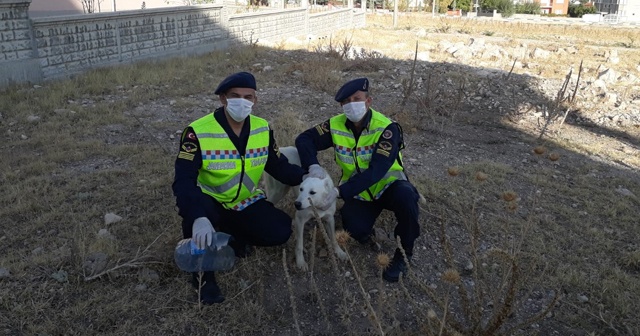 Kafası pet şişeye sıkışan köpeğin imdadına jandarma yetişti