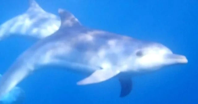 Karaburun'da dalgıçlara yunus sürüsü eşlik etti