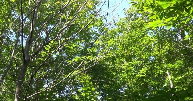 Kestane ağacından düşen adam hayatını kaybetti