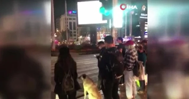 Köpek yolun karşısına geçmek için yeşil ışığı bekledi