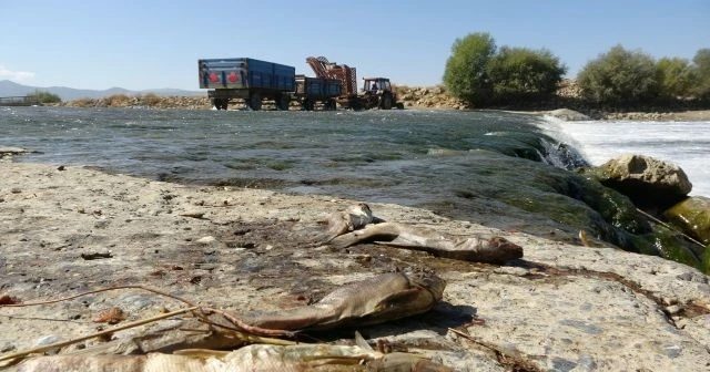 Muş’ta balık ölümleri tedirgin etti