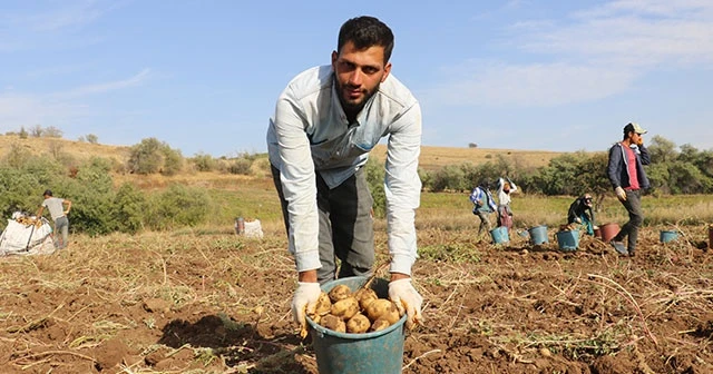 Patatesin tarlada 75 kuruşa düşmesi üreticiyi üzdü