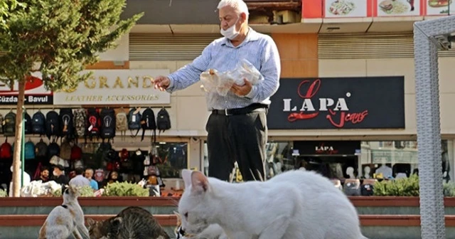 Sesini duyan kediler esas duruşa geçiyor