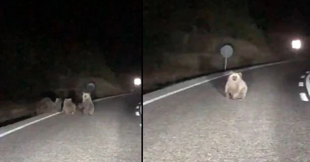 Tunceli'de 4 boz ayı karayoluna indi
